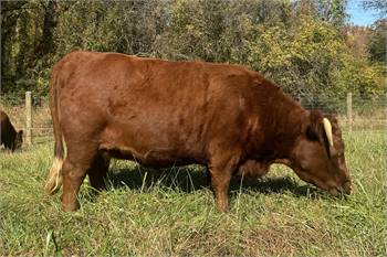 Legacy Registered Heifer - TMF Lily