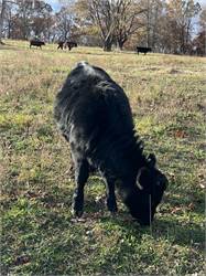 ADCA Registered Dexter Heifer