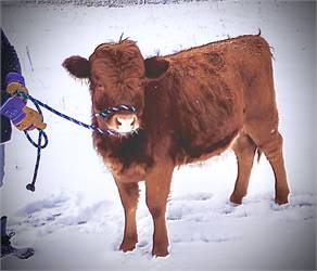 Lilac Lake Marigold - ADCA Registered Red Heifer