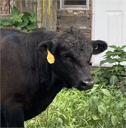 ACDA Black Homo Polled Bull calf