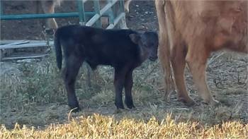 HiDex bull calf, polled