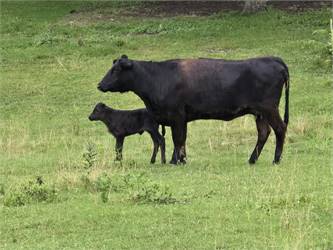 Dexter Wagyu cross