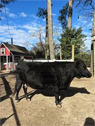 Dexter cow Female Registered Friendly 