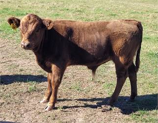 ADCA registered, Dun, A2A2, Homozygous polled bull