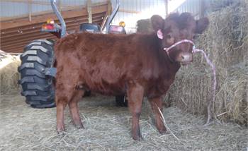 Registered, red, polled, A2A2 Dexter heifer.